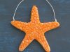 4-glass-bead-starfish-view-kit-click-arrow